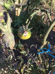 Phytophthora infestans