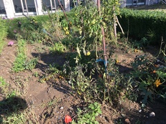 Phytophthora infestans