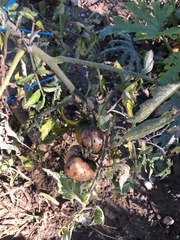 Phytophthora infestans