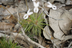 Stylidium spinulosum