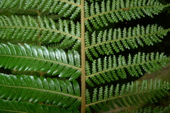 Cyathea stelligera