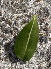 Cryptostylis ovata