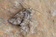 Omphalophana antirrhinii