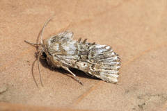 Omphalophana antirrhinii