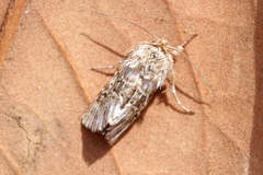 Omphalophana antirrhinii