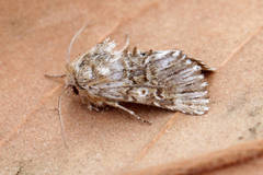 Omphalophana antirrhinii