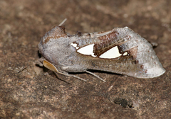 Antiophlebia bracteata