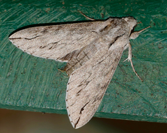 Oligographa juniperi