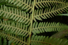 Cyathea stelligera