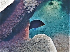 Pseudocheilinus hexataenia