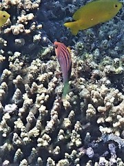 Pseudocheilinus hexataenia