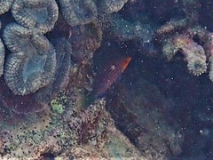 Pseudocheilinus hexataenia