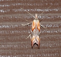 Deigmoesta lithocosma