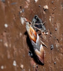 Deigmoesta lithocosma