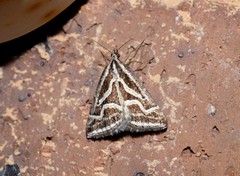 Dichromodes confluaria