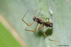 Coleosoma