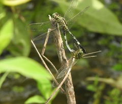 Orthetrum sabina