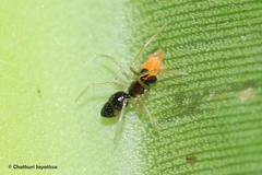 Coleosoma