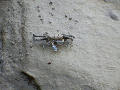 Macrophthalmidae