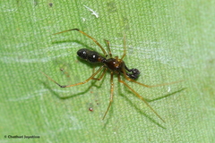 Coleosoma