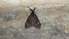 Cyclosia latipennis