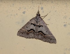 Dichromodes atrosignata