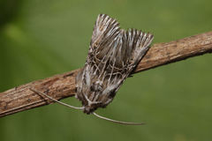 Omphalophana serrata