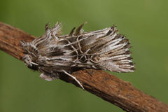 Omphalophana serrata