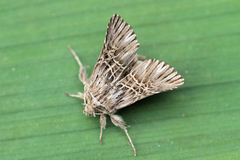 Omphalophana serrata