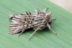 Omphalophana serrata