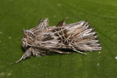 Omphalophana serrata