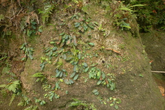 Elaphoglossum hurlimannii