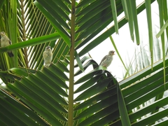 Ploceus philippinus