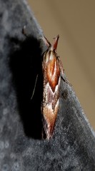 Deigmoesta lithocosma