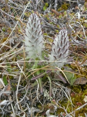 Pedicularis lanata