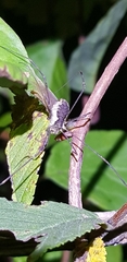 Oligolophus tienmushanensis