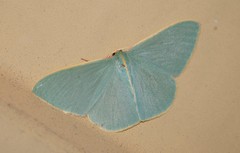 Chlorocoma assimilis