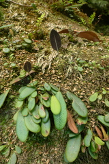 Elaphoglossum hurlimannii
