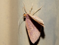 Poecilasthena anthodes