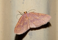 Poecilasthena anthodes