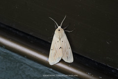 Spilosoma eldorado