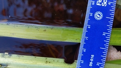 Sparganium fluctuans