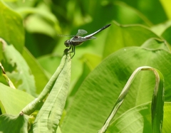 Brachydiplax chalybea