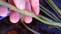 Sparganium fluctuans