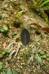 Elaphoglossum hurlimannii