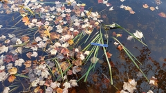 Sparganium fluctuans