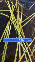 Sparganium fluctuans