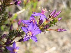 Calytrix leschenaultii