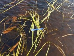 Sparganium fluctuans