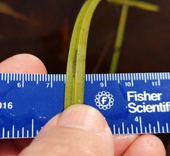 Sparganium fluctuans